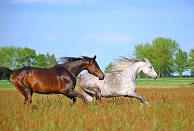 Cours intensif formations en langues por cours intensifs anglais français espagnol