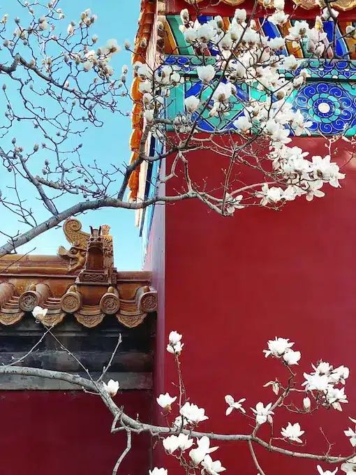 Arbre en fleur meilleur cours chinois
