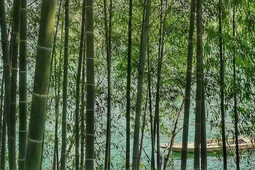 Arbre bambou cours chinois (photo Zhang Song)