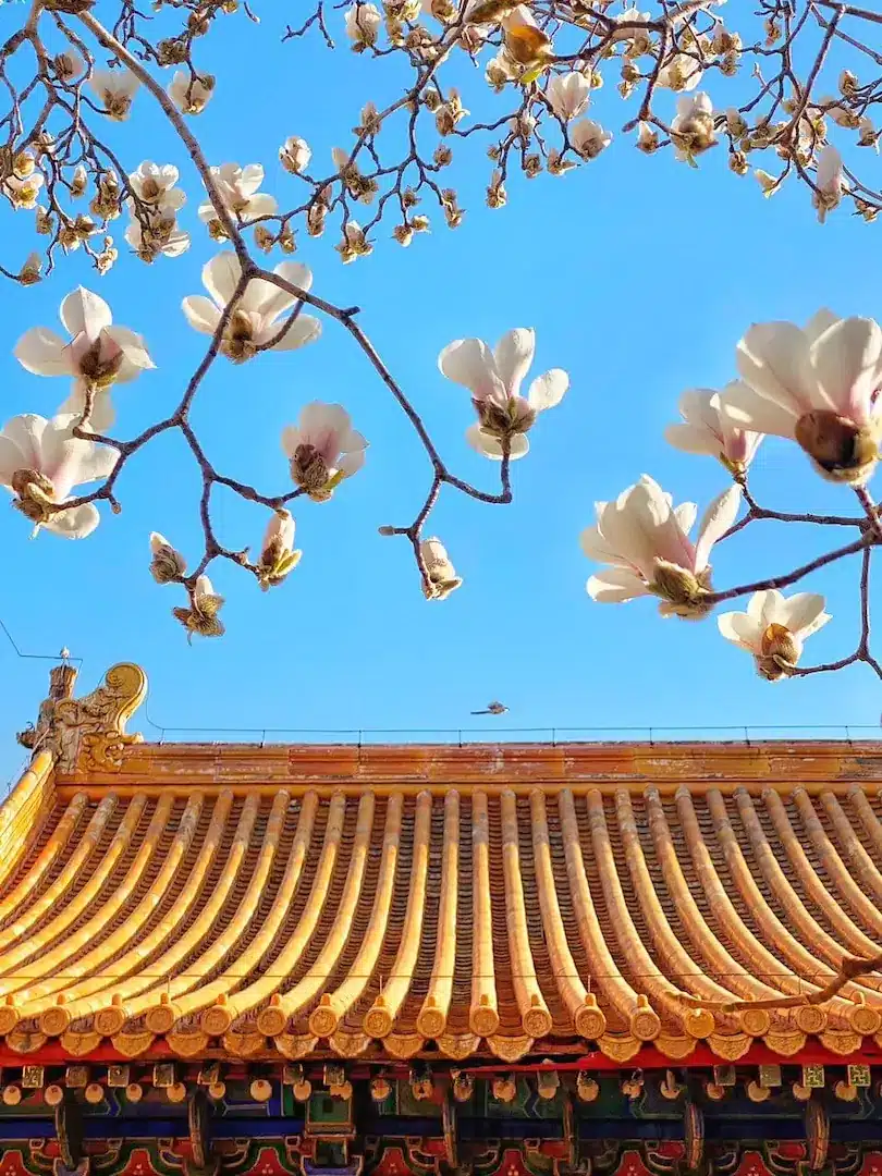 Arbre devant un temple cours chinois (photo Zhang Song)